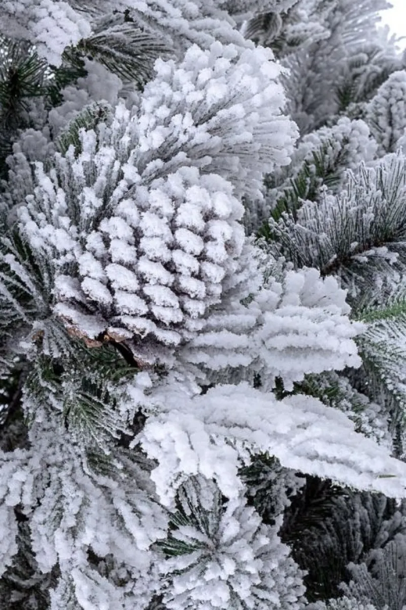 Hot Bizzotto ALBERO ARVES INNEVATO H240-2513RAMI