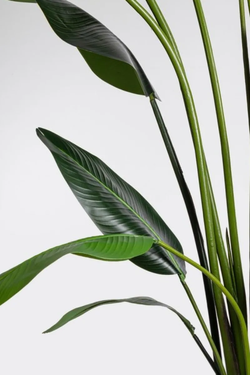 Sale Bizzotto PIANTA STRELITZIA C-VASO 18FOGLIE H310