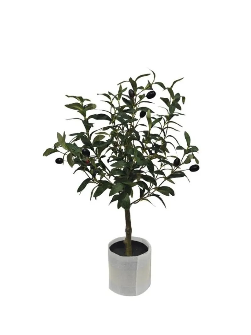 Best Bizzotto PIANTA ULIVO C-VASO H65